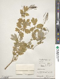 Chelidonium majus image