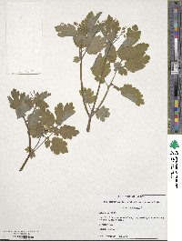 Chelidonium majus image