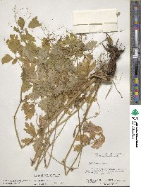 Chelidonium majus image