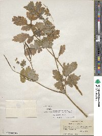 Chelidonium majus image