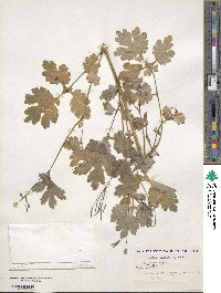 Chelidonium majus image