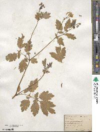 Chelidonium majus image