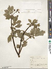 Chelidonium majus image