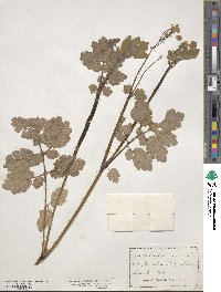 Chelidonium majus image