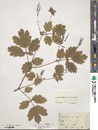 Chelidonium majus image