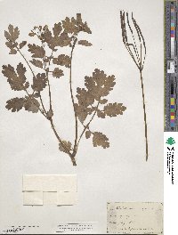 Chelidonium majus image