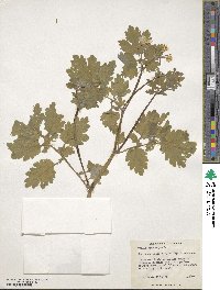 Chelidonium majus image