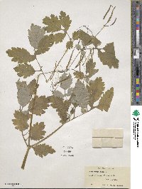 Chelidonium majus image