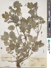 Chelidonium majus image