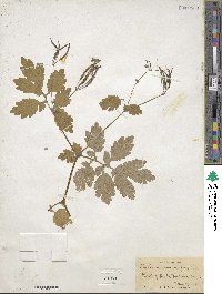 Chelidonium majus image