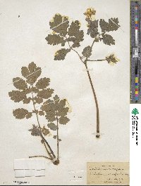 Chelidonium majus image