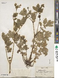 Chelidonium majus image