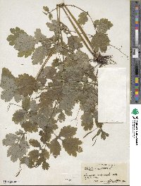 Chelidonium majus image