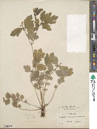 Chelidonium majus image