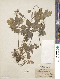 Chelidonium majus image