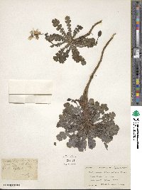 Chelidonium dicranostigma image