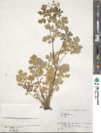 Chelidonium majus image