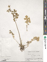 Chelidonium majus image