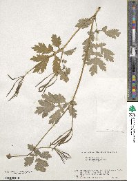 Chelidonium majus image