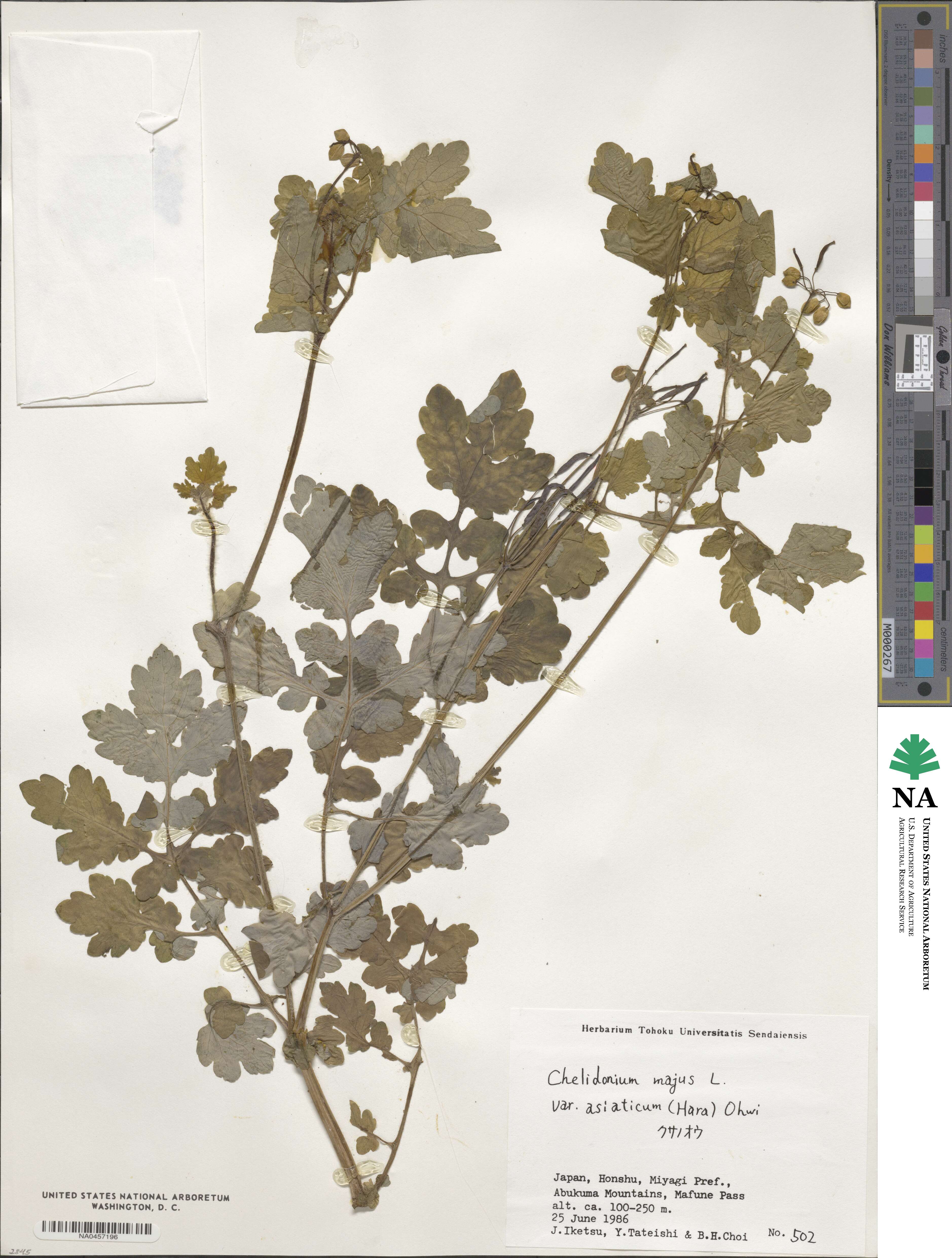 Chelidonium majus var. asiaticum image