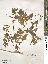 Chelidonium majus var. asiaticum image