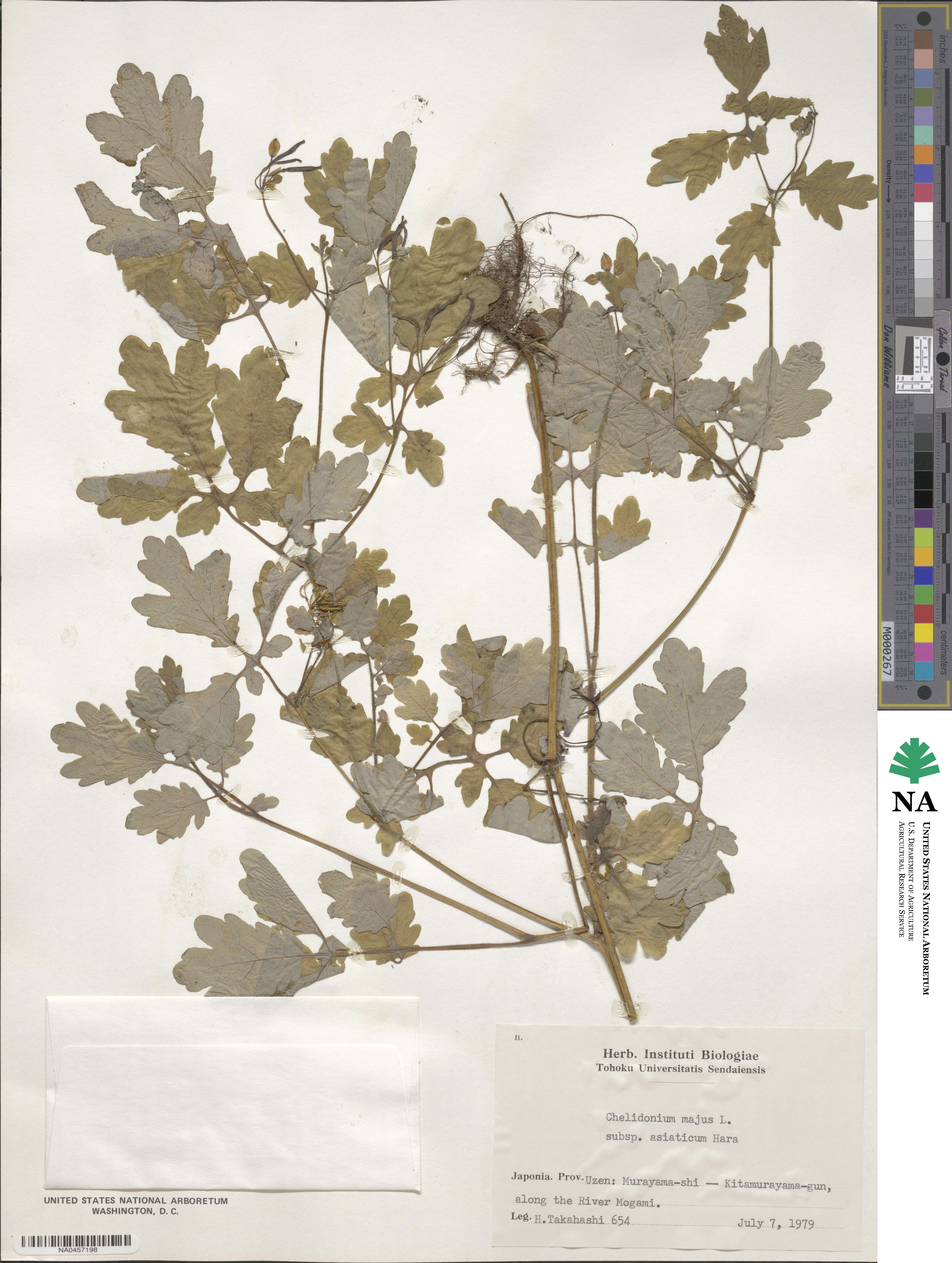 Chelidonium majus var. asiaticum image