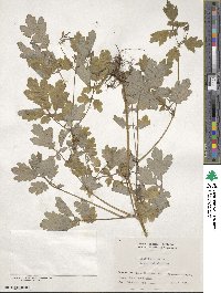 Chelidonium majus var. asiaticum image