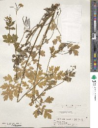 Chelidonium majus var. asiaticum image