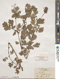 Chelidonium majus var. asiaticum image