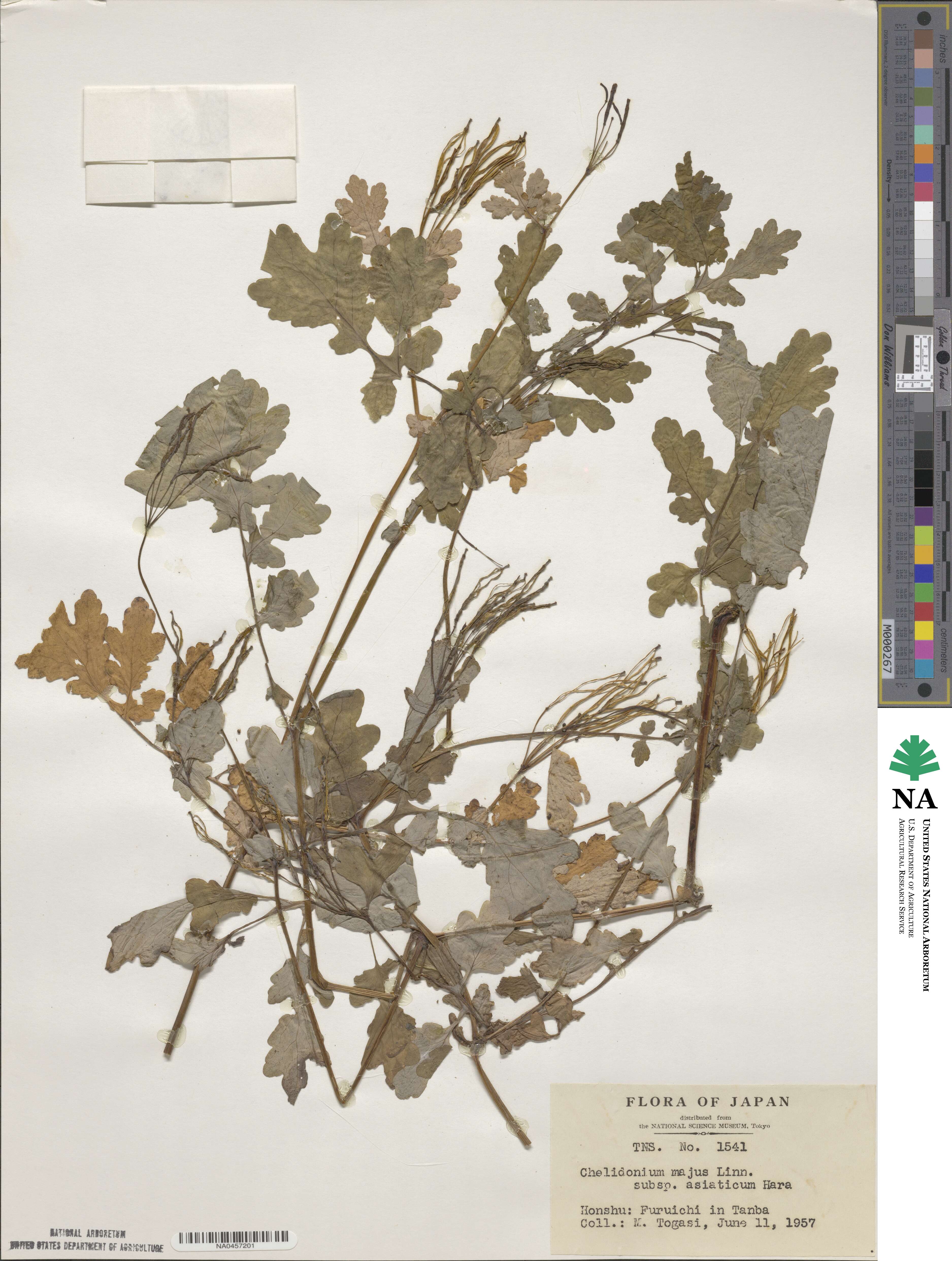 Chelidonium majus image