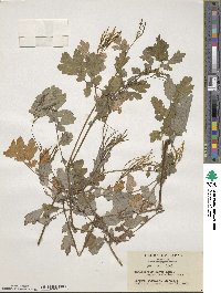 Chelidonium majus var. asiaticum image