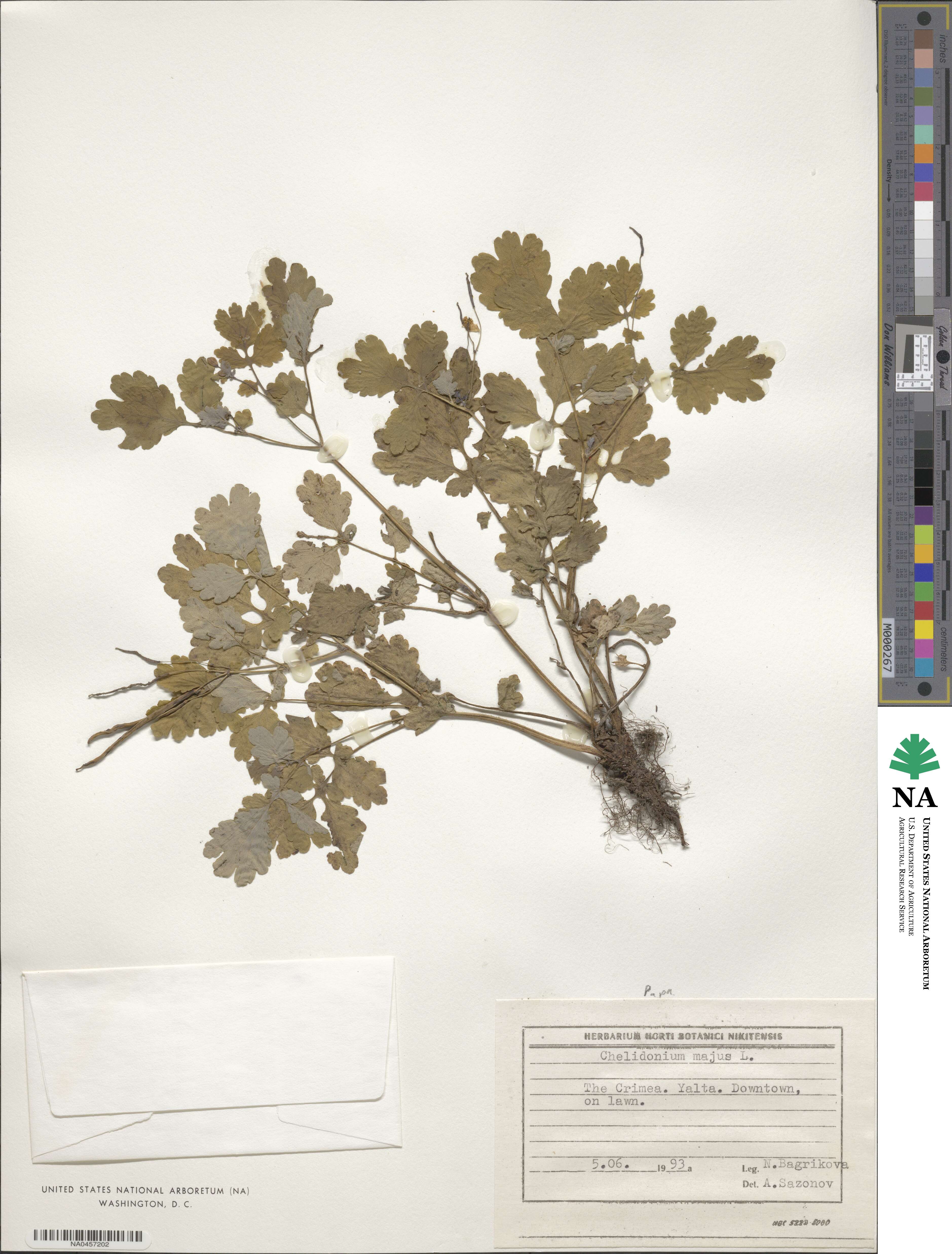 Chelidonium image