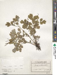 Chelidonium majus image