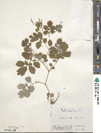 Chelidonium majus image