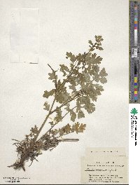 Chelidonium majus image