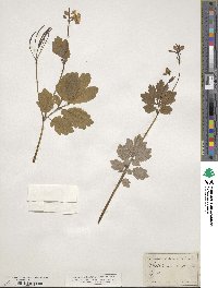 Chelidonium majus image