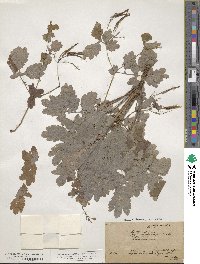 Chelidonium majus image