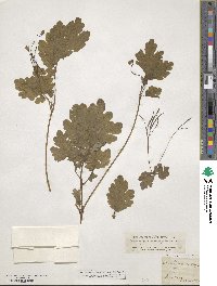 Chelidonium majus image