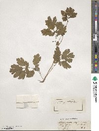 Chelidonium majus image