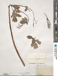 Chelidonium majus image