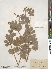 Chelidonium majus image