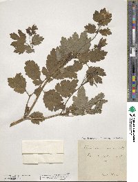 Chelidonium majus image