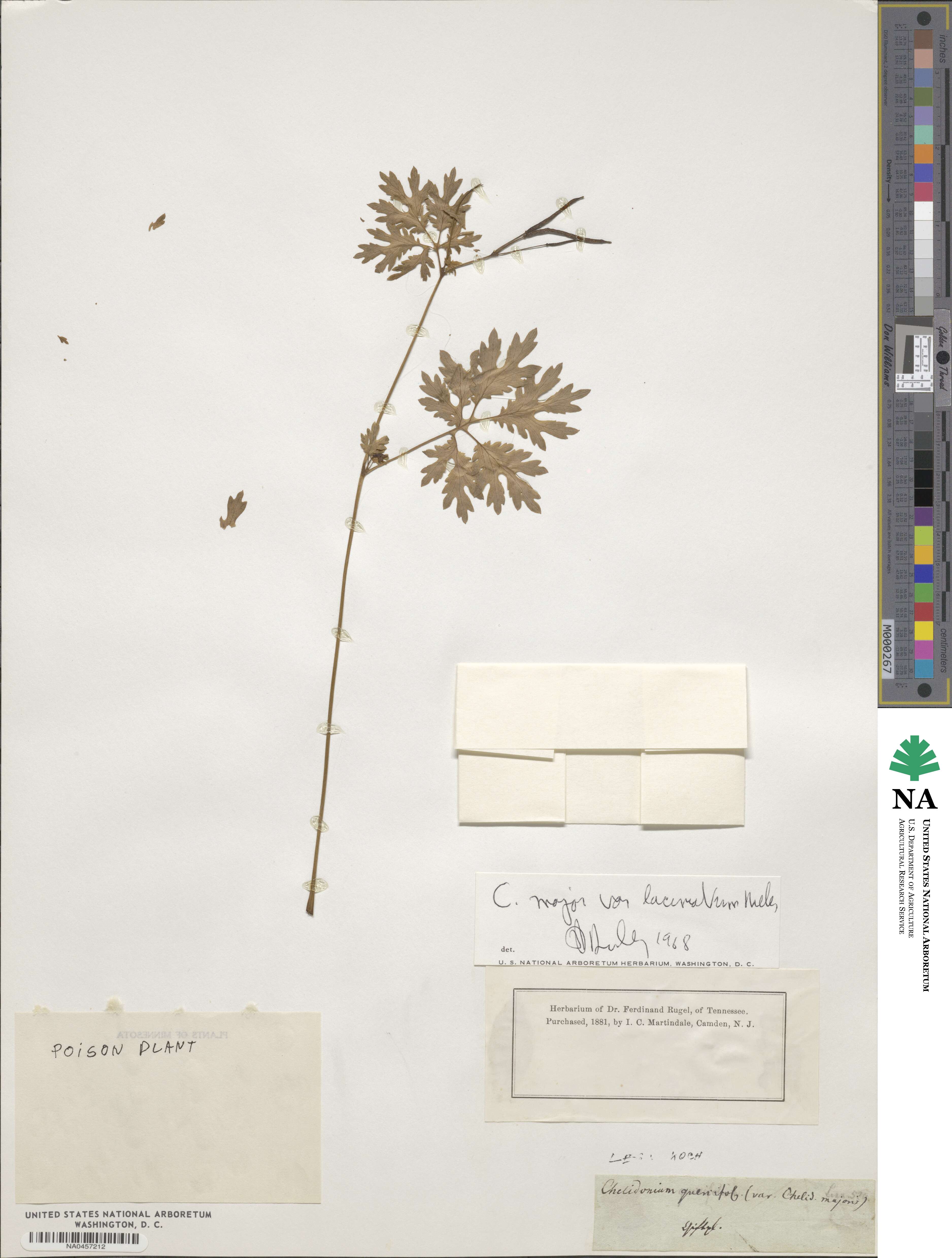 Chelidonium majus image