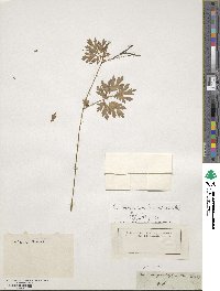 Chelidonium majus image