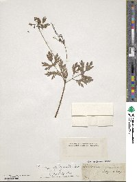 Chelidonium majus image