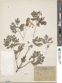 Chelidonium majus image