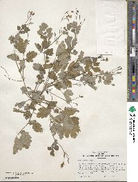 Chelidonium majus image