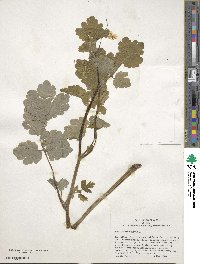 Chelidonium majus image