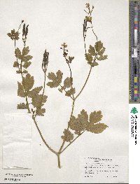 Chelidonium majus image