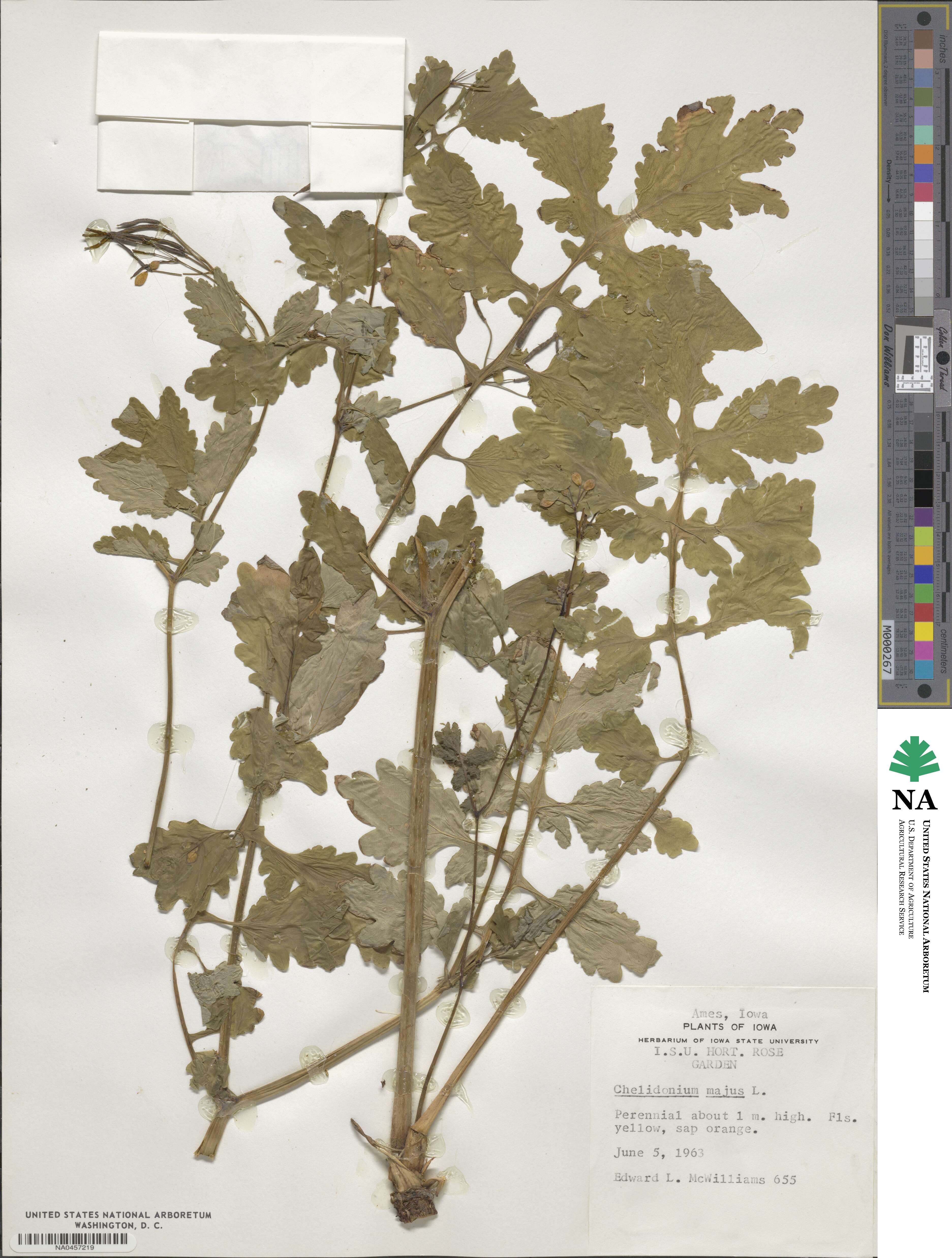 Chelidonium majus image